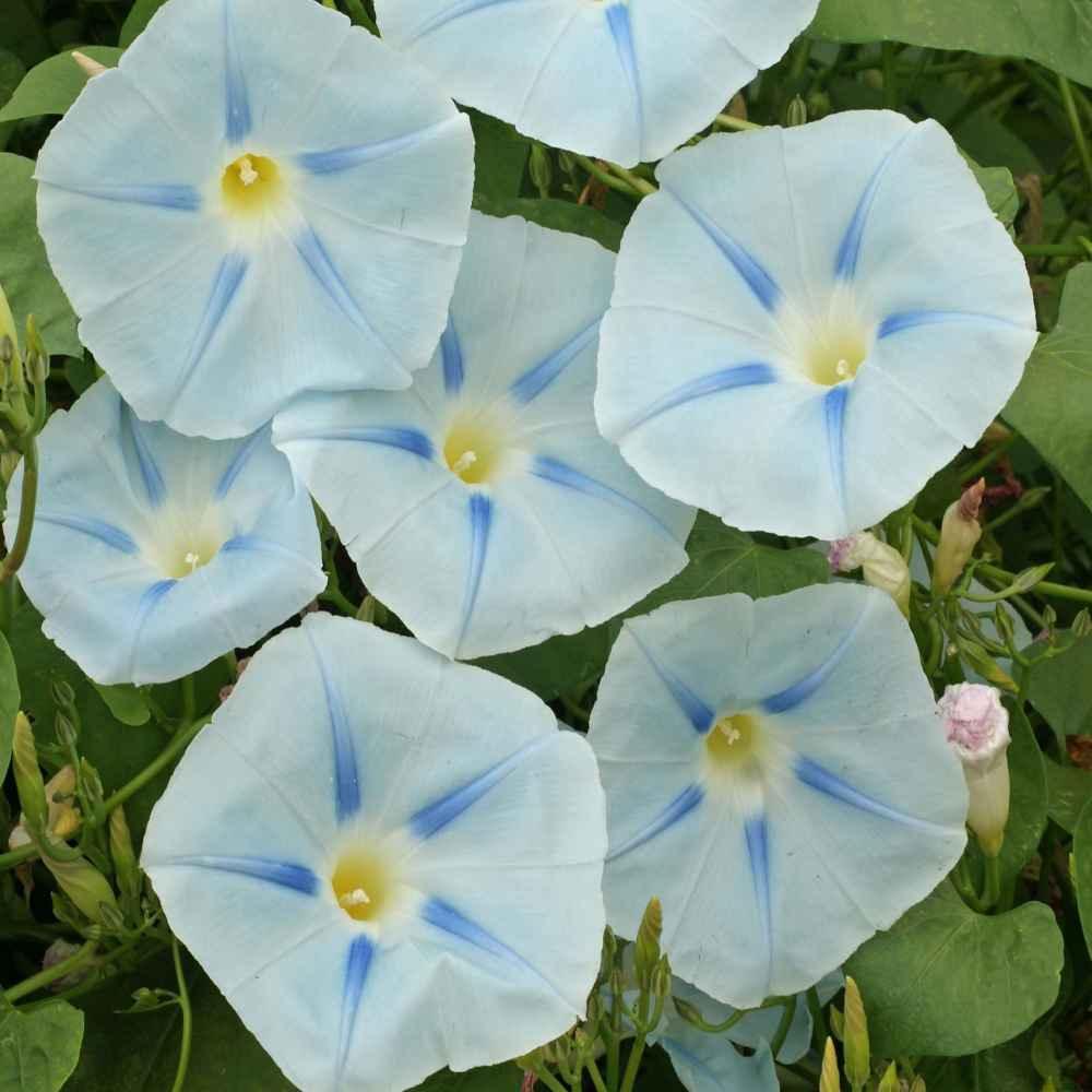 15 Morning Glory Seeds - Seed World