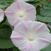 15 Morning Glory Seeds - Seed World