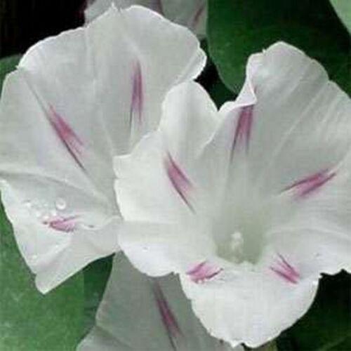 15 Morning Glory Seeds - Seed World