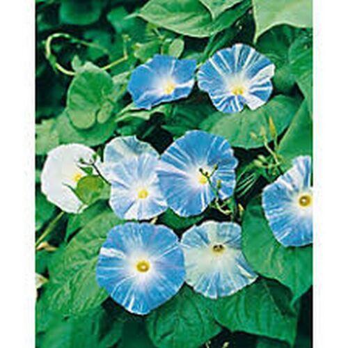 15 Morning Glory Seeds - Seed World