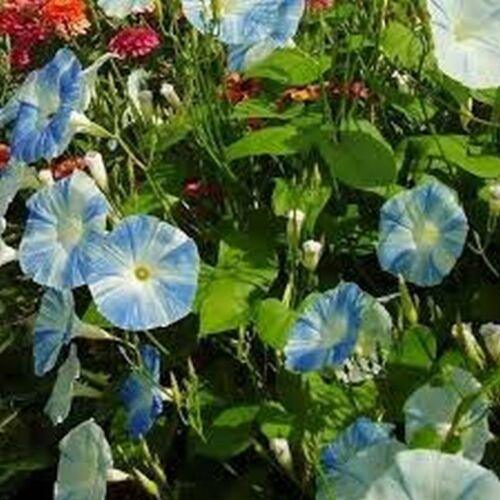 15 Morning Glory Seeds - Seed World
