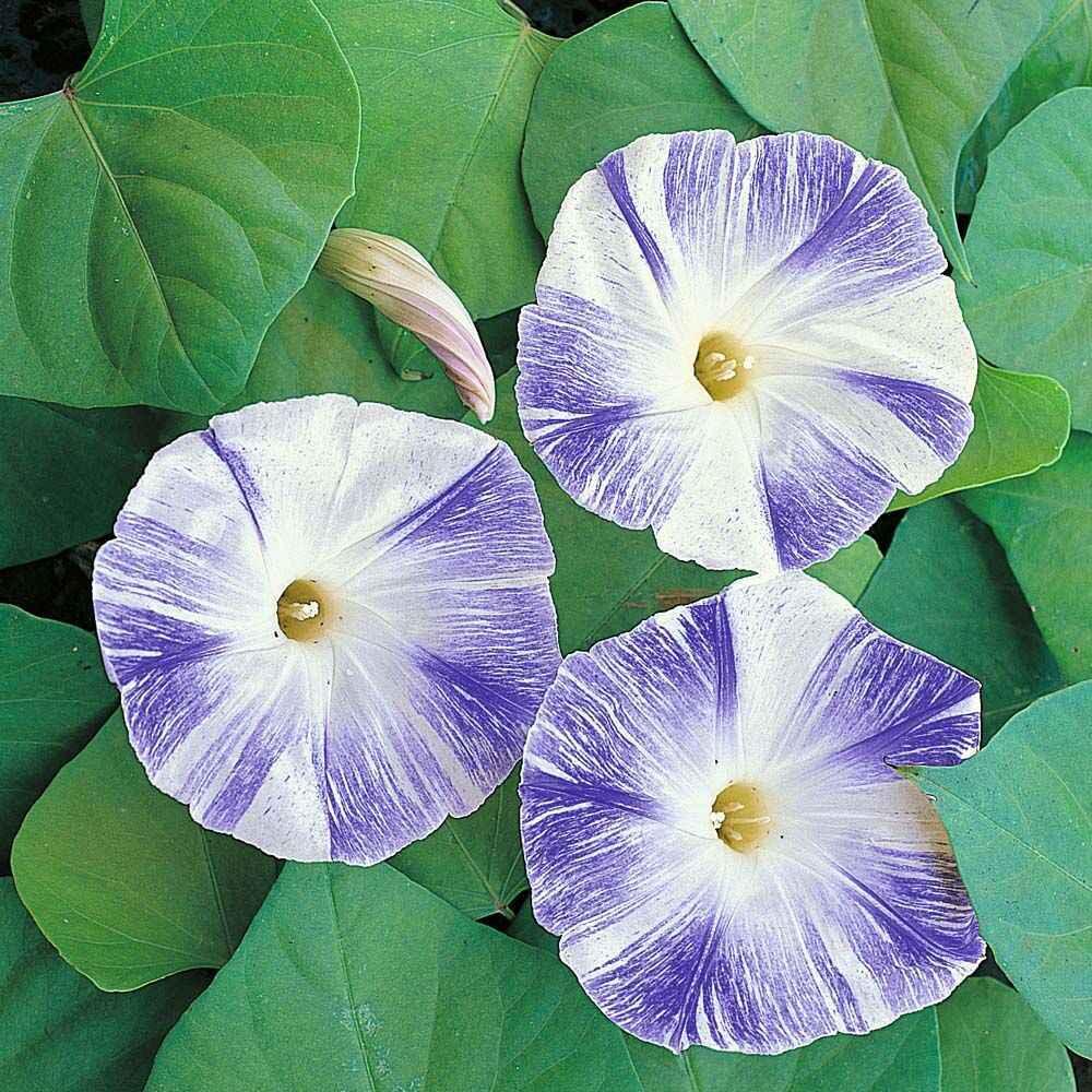 15 Morning Glory Seeds - Seed World