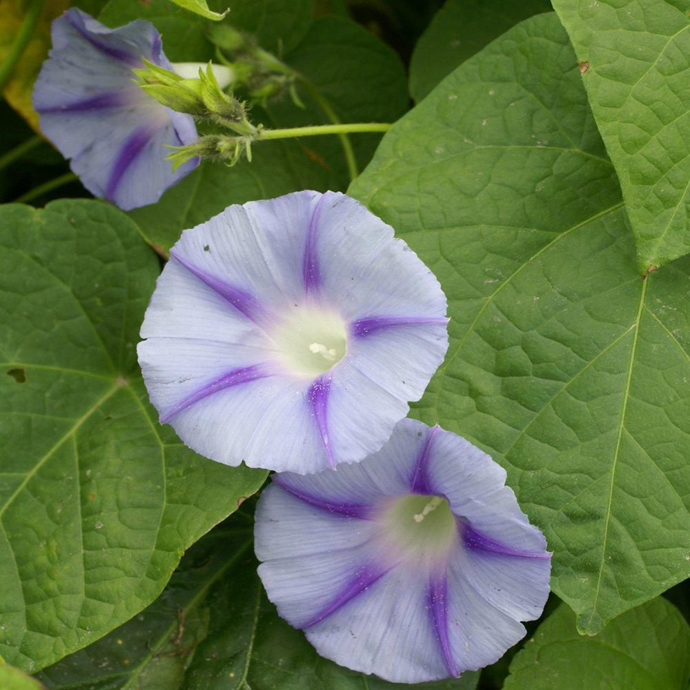 15 Morning Glory Seeds - Seed World