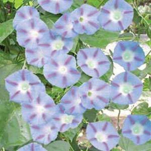 15 Morning Glory Seeds - Seed World