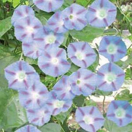 15 Morning Glory Seeds - Seed World