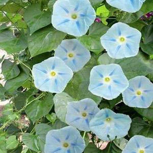 15 Morning Glory Seeds - Seed World