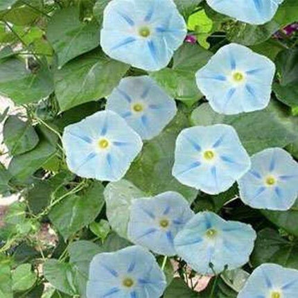 15 Morning Glory Seeds - Seed World