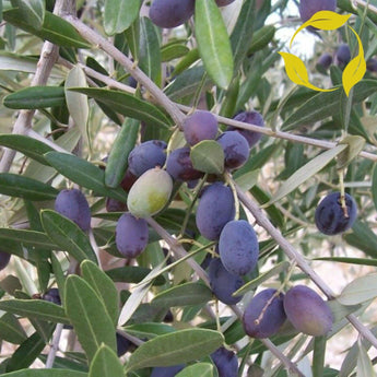 15 Olive Tree - Olea Europaea Seeds - Seed World