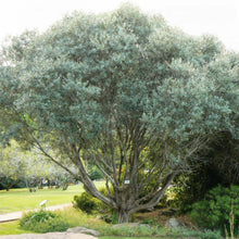 15 Olive Tree - Olea Europaea Seeds - Seed World