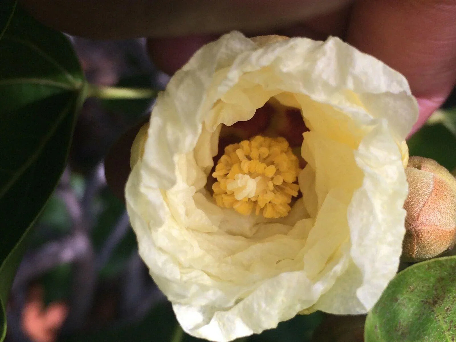 15 Pacific Rosewood Seeds - Seed World