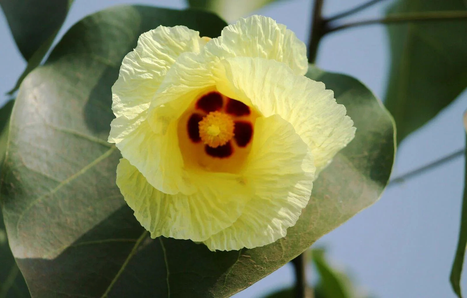 15 Pacific Rosewood Seeds - Seed World