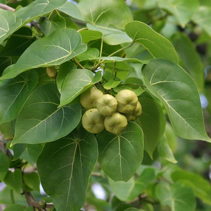 15 Pacific Rosewood Seeds - Seed World