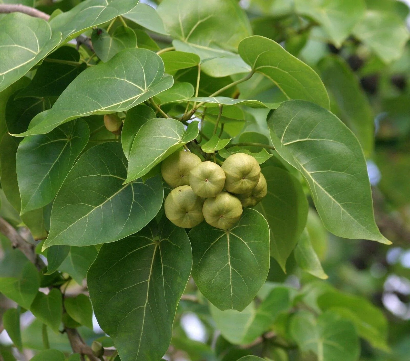 15 Pacific Rosewood Seeds - Seed World