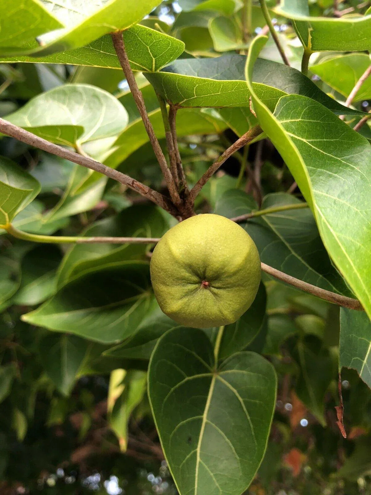 15 Pacific Rosewood Seeds - Seed World