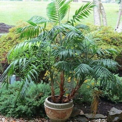 15 Parlor Palm Tree Seeds - Chamaedorea Elegans - Seed World