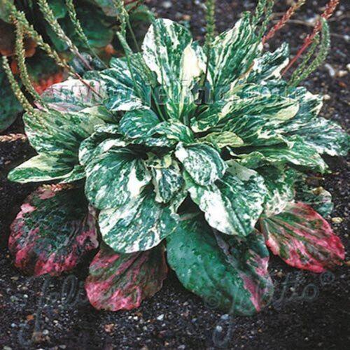 15 Plaintain - Plantago Major Variegata Seeds - Seed World