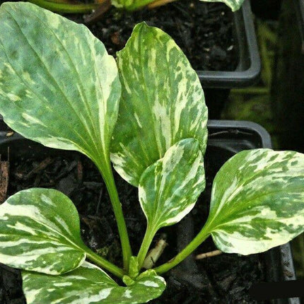 15 Plaintain - Plantago Major Variegata Seeds - Seed World