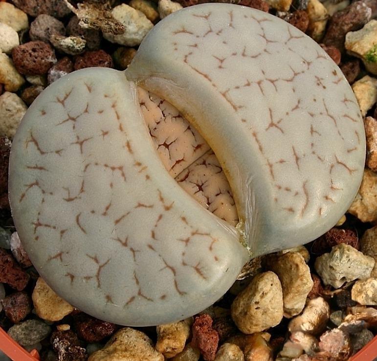 15 Rare Lithops Gracilidelineata Seeds - Seed World