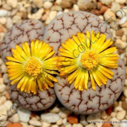 15 Rare Lithops Gracilidelineata Seeds - Seed World