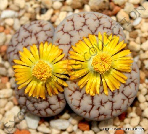 15 Rare Lithops Gracilidelineata Seeds - Seed World