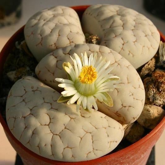 15 Rare Lithops Gracilidelineata Seeds - Seed World