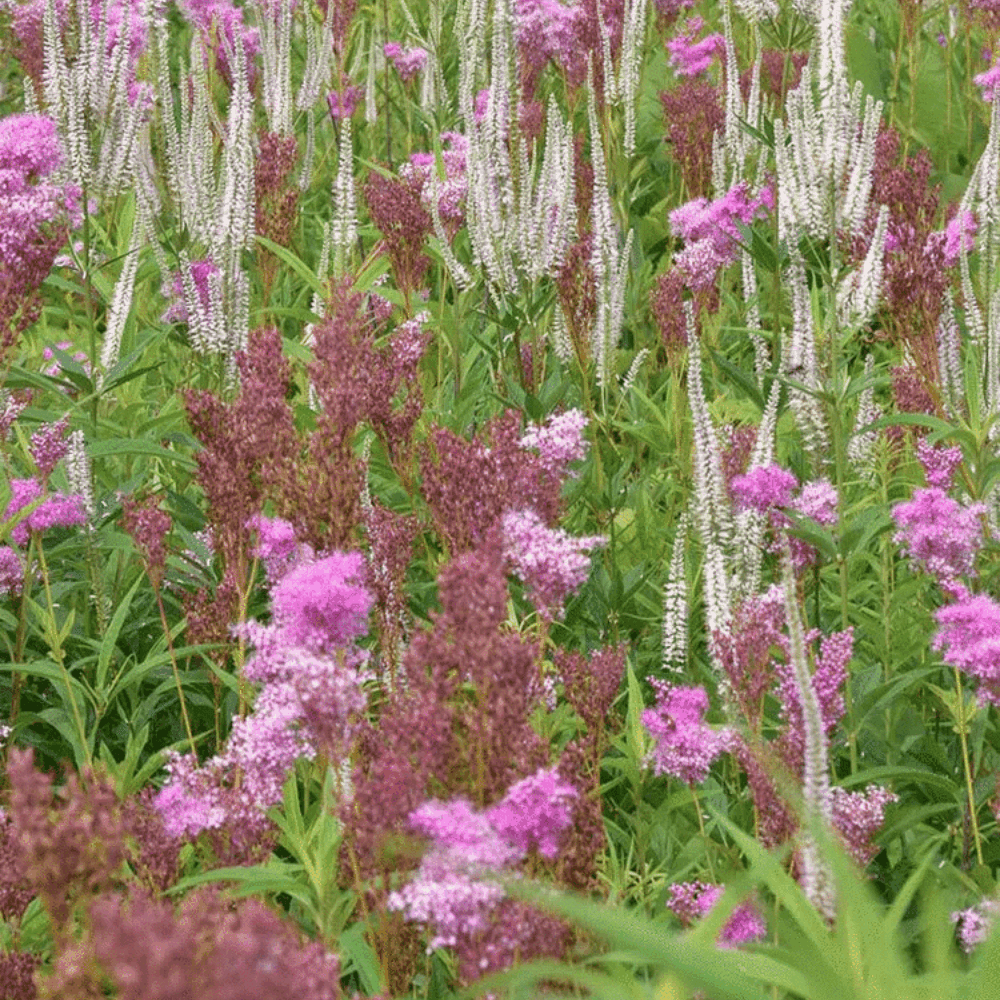 15 Rare Queen of the Prairie Seeds - Seed World
