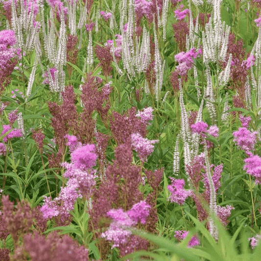 15 Rare Queen of the Prairie Seeds - Seed World