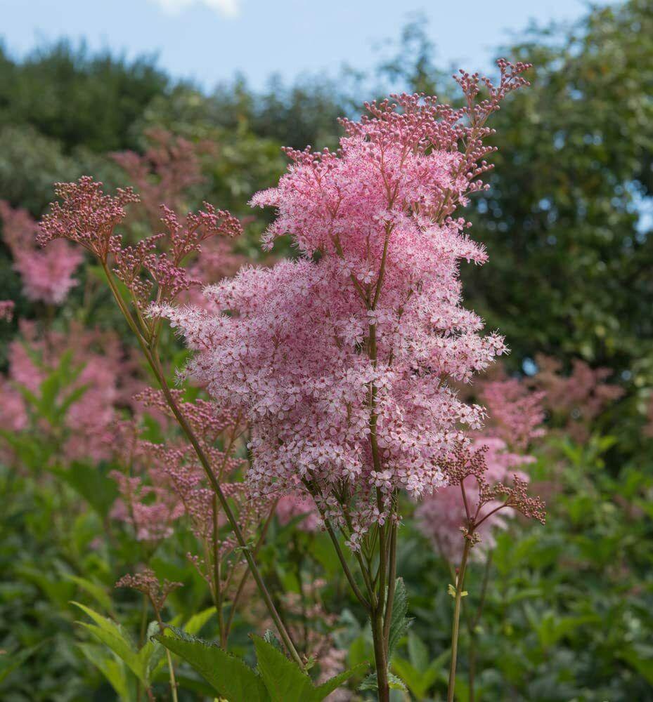 15 Rare Queen of the Prairie Seeds - Seed World