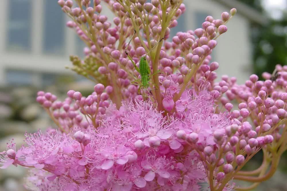 15 Rare Queen of the Prairie Seeds - Seed World