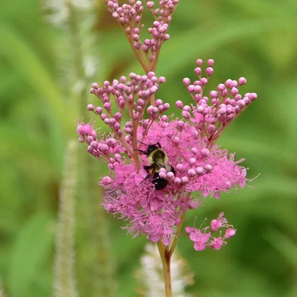 15 Rare Queen of the Prairie Seeds - Seed World