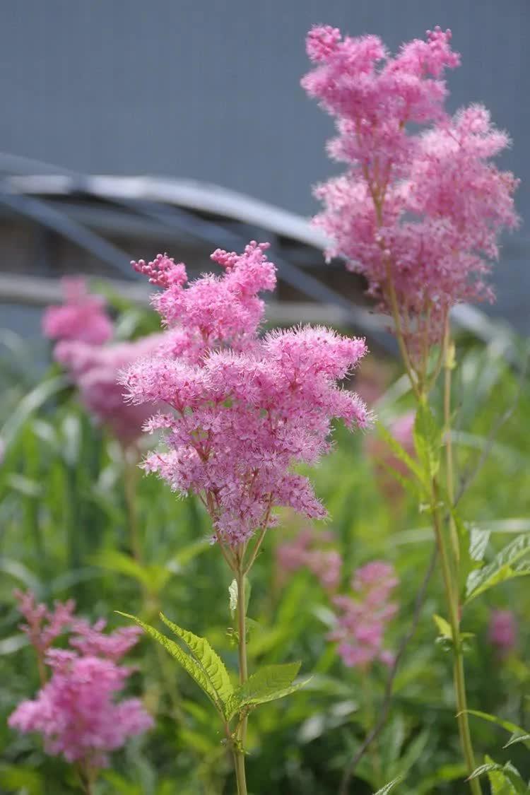15 Rare Queen of the Prairie Seeds - Seed World