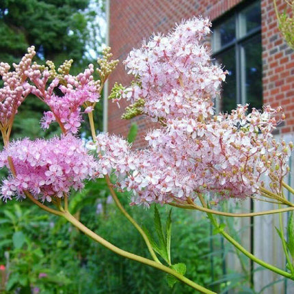 15 Rare Queen of the Prairie Seeds - Seed World