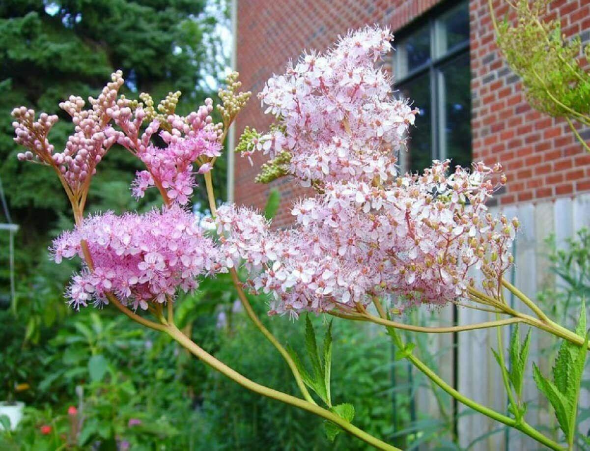 15 Rare Queen of the Prairie Seeds - Seed World