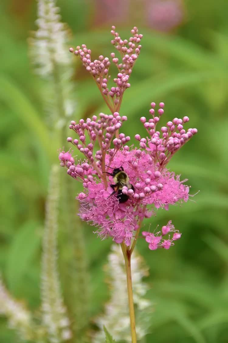 15 Rare Queen of the Prairie Seeds - Seed World