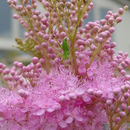 15 Rare Queen of the Prairie Seeds - Seed World