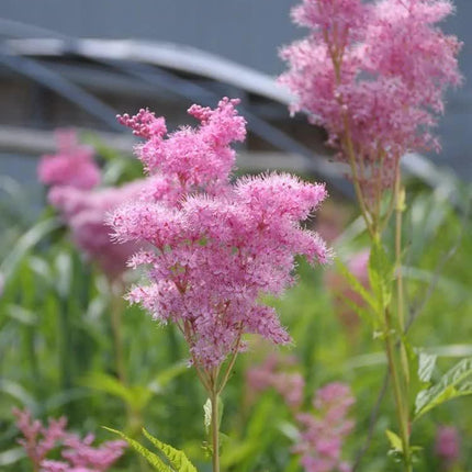 15 Rare Queen of the Prairie Seeds - Seed World