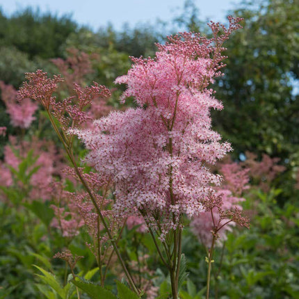 15 Rare Queen of the Prairie Seeds - Seed World