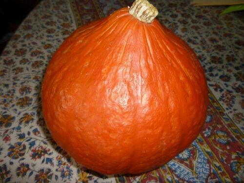 15 Red Kuri Squash Seeds - Seed World
