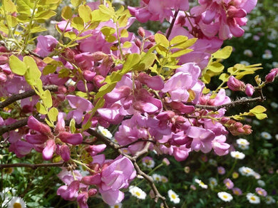 15 Rose Locust Tree Seeds - Seed World