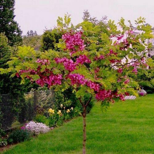 15 Rose Locust Tree Seeds - Seed World
