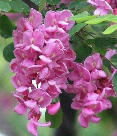 15 Rose Locust Tree Seeds - Seed World
