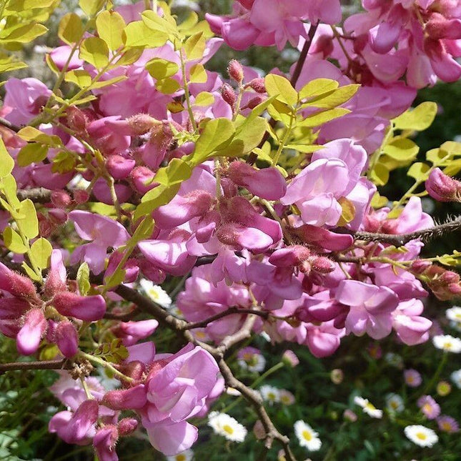 15 Rose Locust Tree Seeds - Seed World