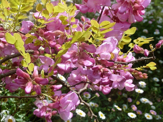 15 Rose Locust Tree Seeds - Seed World