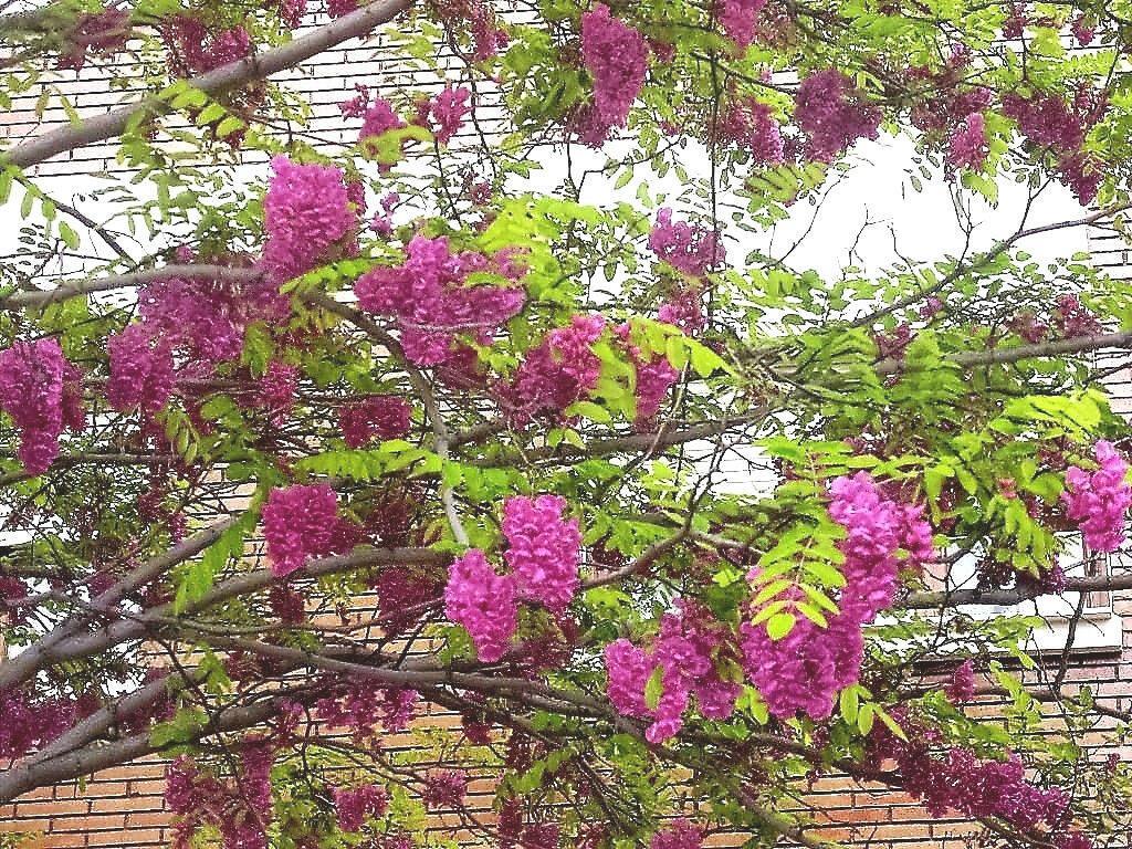 15 Rose Locust Tree Seeds - Seed World
