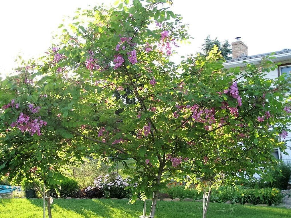 15 Rose Locust Tree Seeds - Seed World
