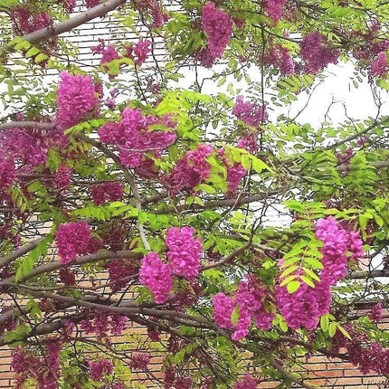 15 Rose Locust Tree Seeds - Seed World