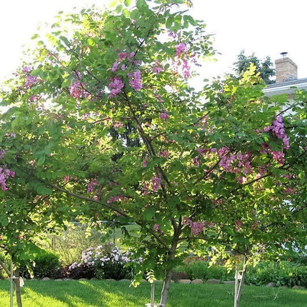 15 Rose Locust Tree Seeds - Seed World