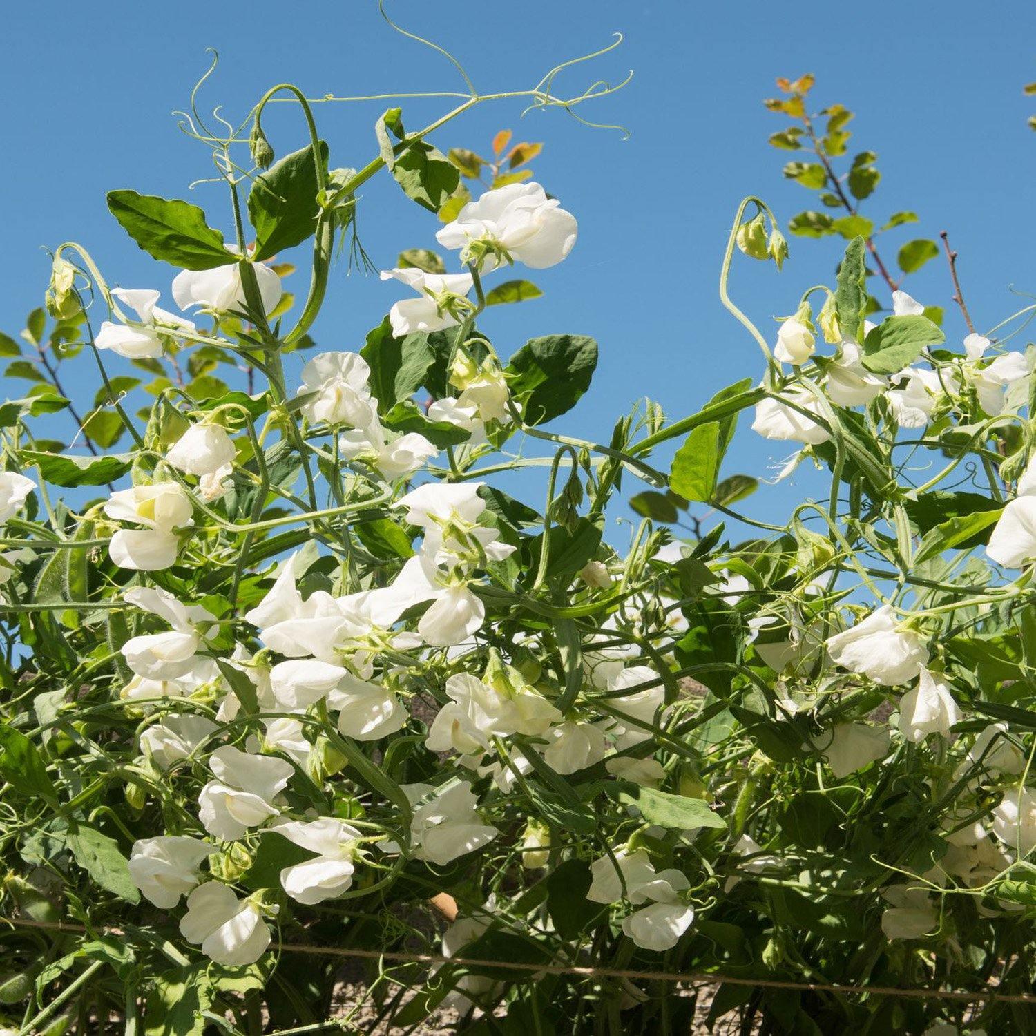 15 Royal White Sweet Peas Seeds - Seed World