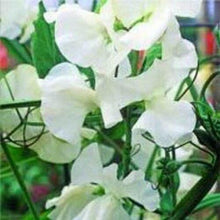 15 Royal White Sweet Peas Seeds - Seed World