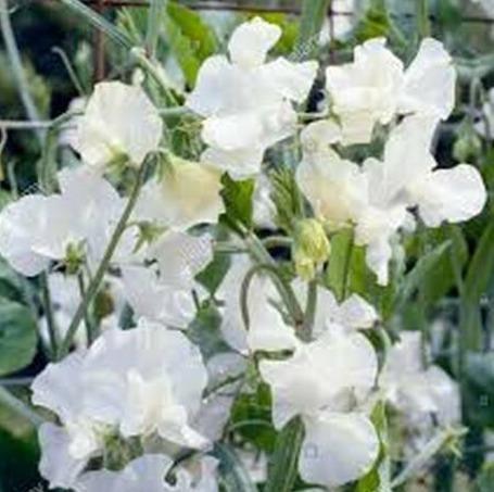 15 Royal White Sweet Peas Seeds - Seed World